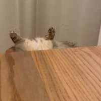 テーブルの陰から見えている猫の後ろ足