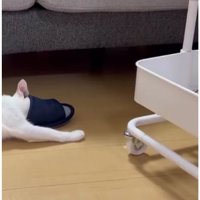 猫とスリッパ