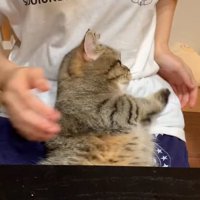 横になっている猫の背中を触ろうとする女性