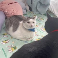 向かい合っている2匹の猫