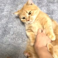 お腹モフり中
