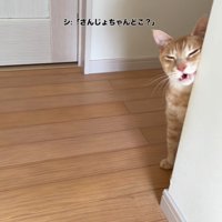 壁の角にスリスリする猫