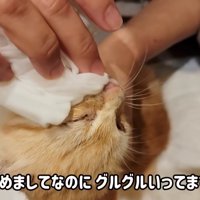 顔を拭かれる子猫