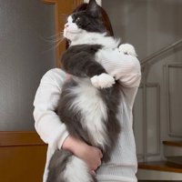 飼い主に腕と腹を持たれ、抱っこされる猫