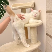おしりを向ける猫