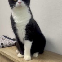 棚の上に座っている猫