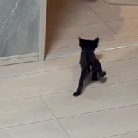 小走りで移動する複数の赤ちゃん猫