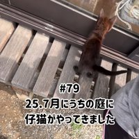 家の中を見ている子猫