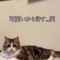 「かわいいから許す」と書かれた写真