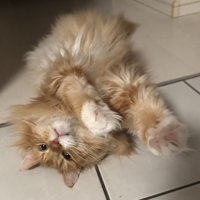 前に手を伸ばしてへそ天する猫