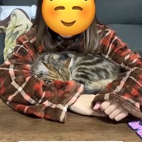 飼い主の腕に包まれてテーブルの上で寝る猫