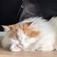 寝ている猫