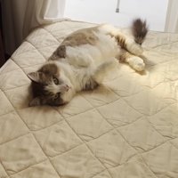 ベッドでゴロゴロ