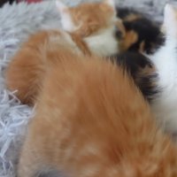 4匹の子猫の後ろ姿