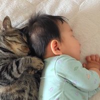 スヤスヤと眠る猫と赤ちゃんの寝顔