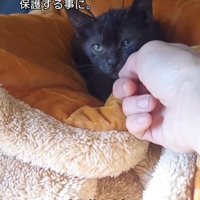 顔を触られる子猫