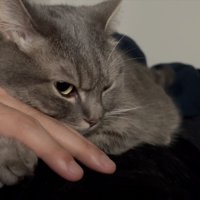 目が覚めた猫