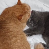 耳の毛づくろいを兄猫（茶）にしてもらう弟猫（グレー）