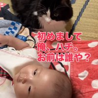 赤ちゃんに視線を向ける猫
