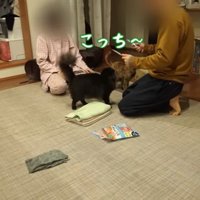ちゅーるでそわそわ