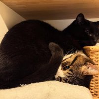 くっついている2匹の猫