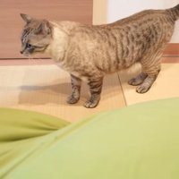 止まる猫