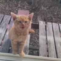 外で鳴いている子猫