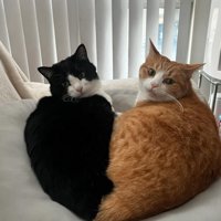振り向く2匹の猫