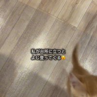 人の足によじ登っている子猫