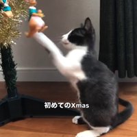 クリスマスツリーのオーナメントにパンチする子猫