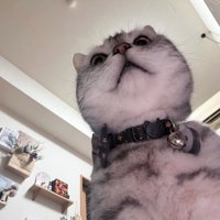 下から見た猫の顔