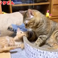 子猫と遊ぶ大人の猫