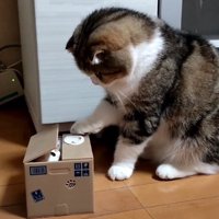 箱から出てきた猫のオモチャを見つめる猫