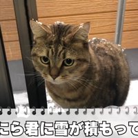 雪が積もってる