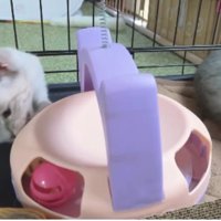 遊ぶ子猫