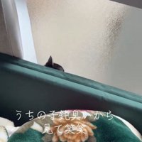 隙間から出ようとする猫さん