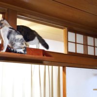威嚇してパンチするネコ吉ちゃん