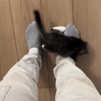 保護主の右足にしがみつく子猫