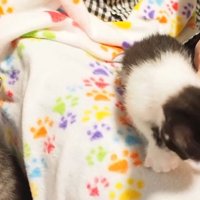 撫でられている2匹の子猫