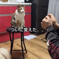 猫の目の前でボールをキャッチする男性