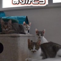 3匹の子猫と母猫