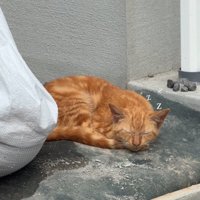 日向ぼっこする子猫