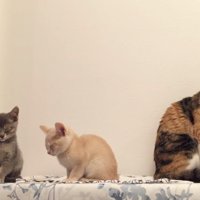 しっぽを動かす三毛猫