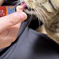 おやつを食べる猫の写真2
