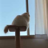 外を眺める猫