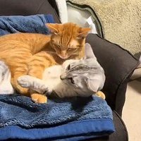 サバトラ猫を羽交い絞めにする茶トラ猫