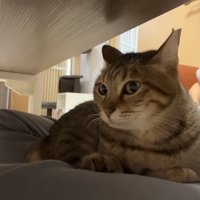 膝の上