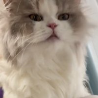 ボーっとする猫