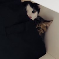 収納ボックスの後ろからママをチラ見するキジトラ猫とハチワレ猫