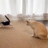 室内にいる猫たち